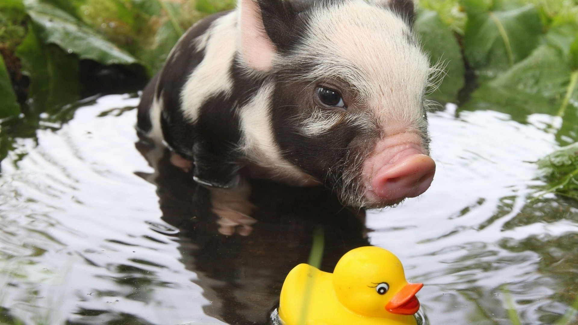 rubber Ducks, Pigs, Baby Animals, Animals, Water Wallpapers HD