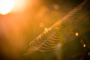 sunlight, Spiderwebs, Bokeh, Depth Of Field, Nature