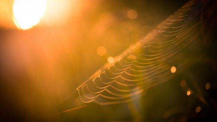 sunlight, Spiderwebs, Bokeh, Depth Of Field, Nature HD Wallpaper Desktop Background