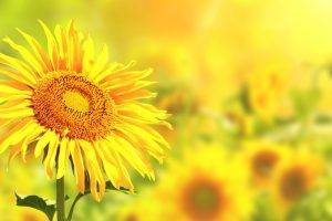 sunflowers, Flowers, Nature