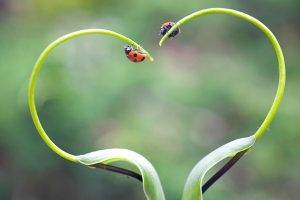 ladybugs, Nature, Plants