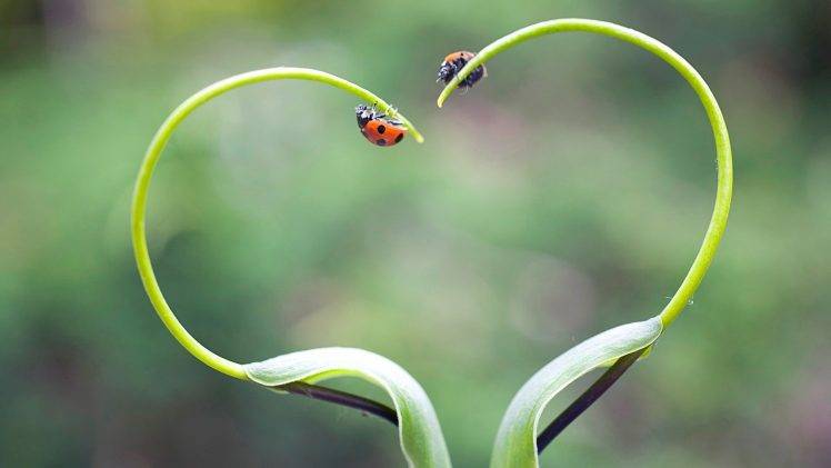ladybugs, Nature, Plants HD Wallpaper Desktop Background