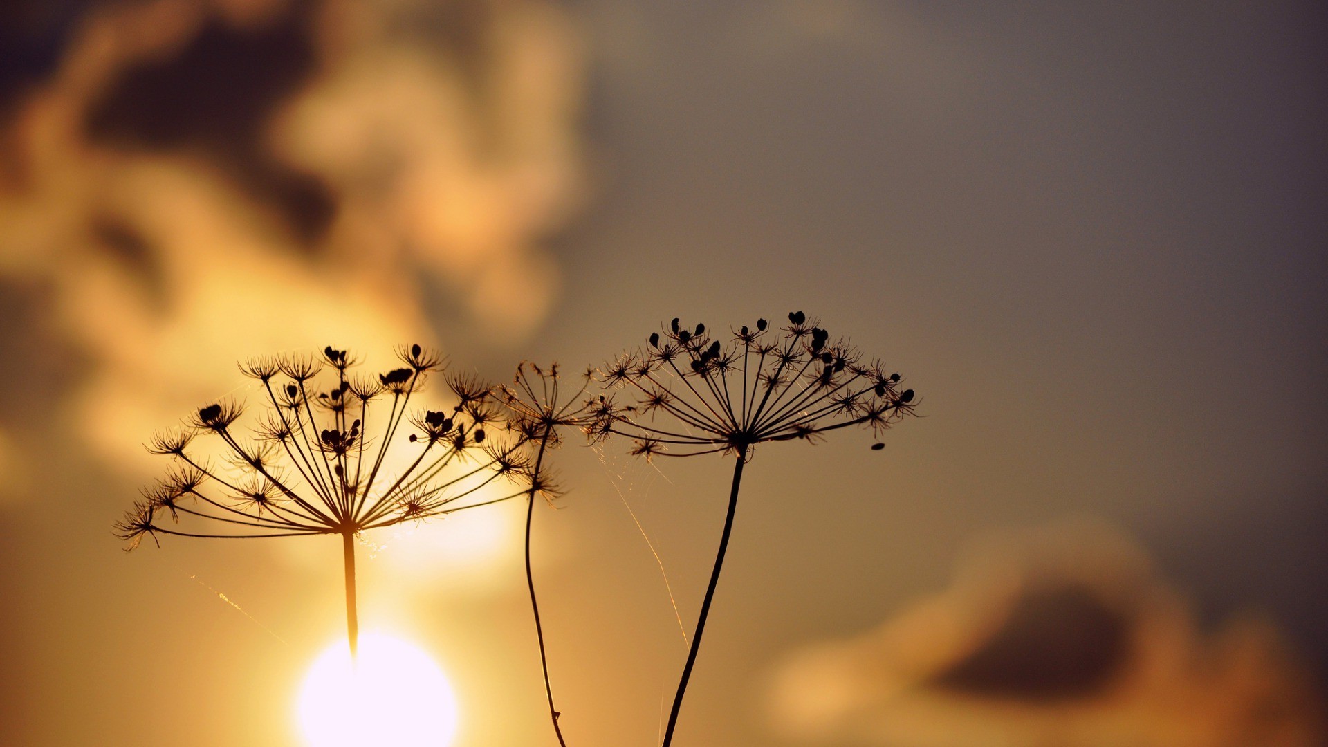 sunlight, Silhouette, Nature, Plants Wallpaper