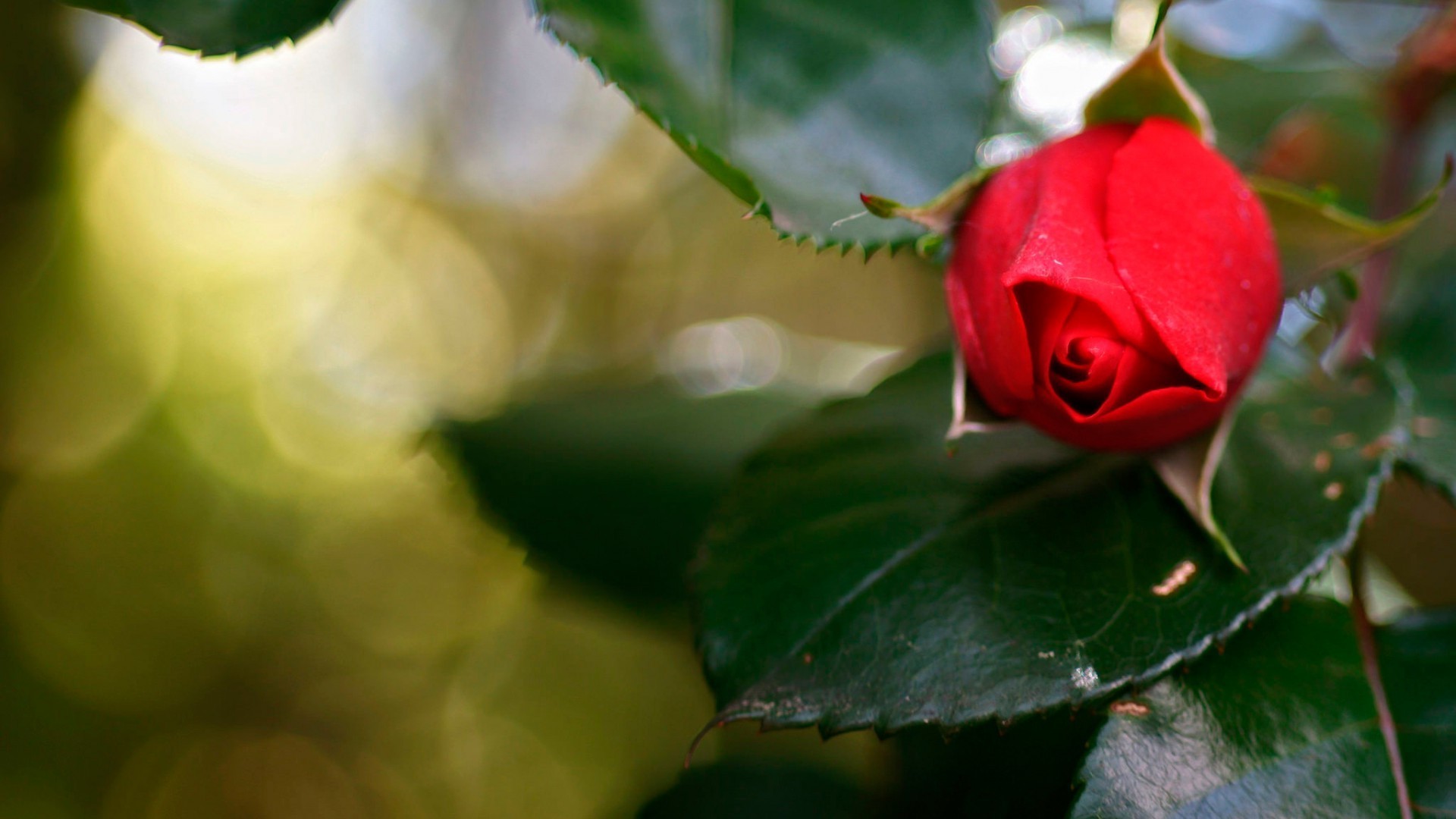 nature, Flowers, Rose, Red Flowers Wallpaper