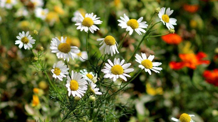 white Flowers, Flowers, Daisies, Nature HD Wallpaper Desktop Background