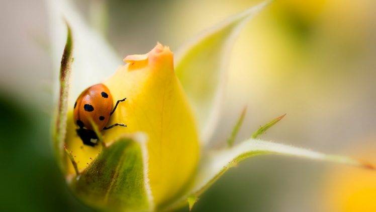 rose, Macro, Flowers, Ladybugs, Insect, Yellow Flowers HD Wallpaper Desktop Background