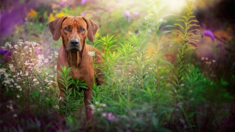 garden, Dog, Animals, Flowers, Sunlight HD Wallpaper Desktop Background