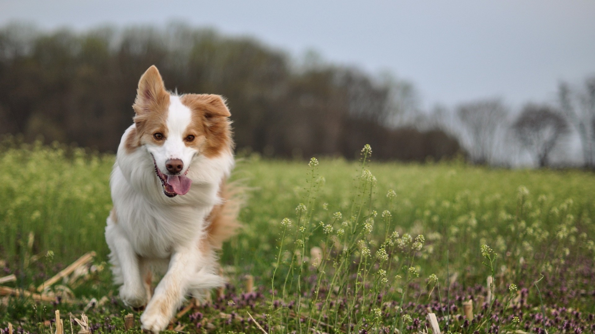 dog, Animals, Running, Field Wallpaper