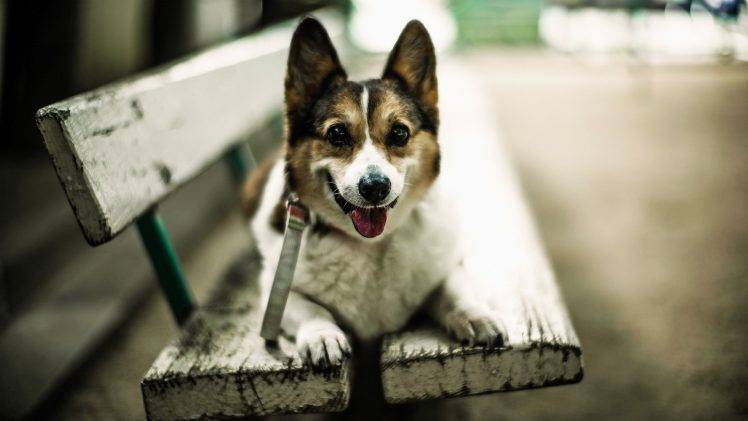 dog, Animals, Bench HD Wallpaper Desktop Background