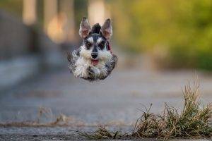 dog, Jumping, Running, Animals