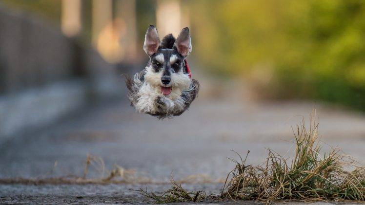 dog, Jumping, Running, Animals HD Wallpaper Desktop Background