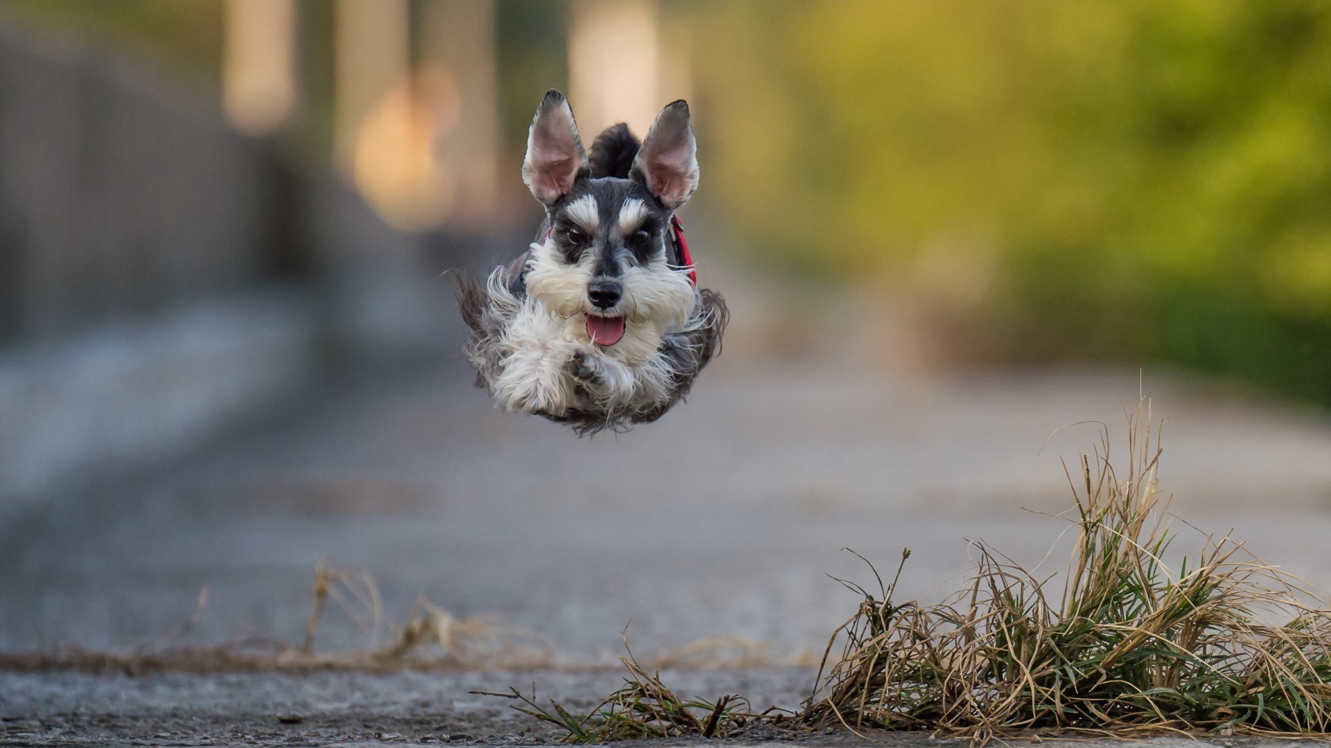 dog, Jumping, Running, Animals Wallpaper