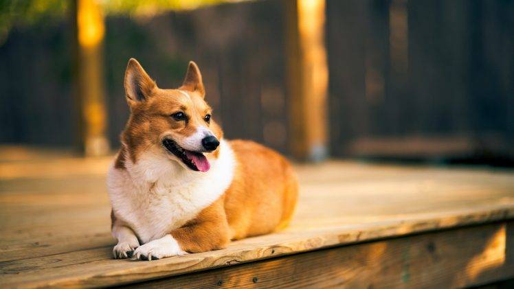 Corgi, Dog, Animals, Wooden Surface HD Wallpaper Desktop Background