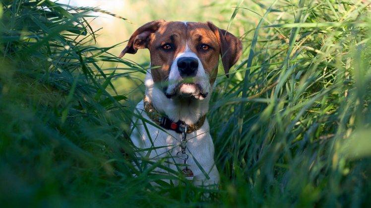 dog, Grass, Animals HD Wallpaper Desktop Background
