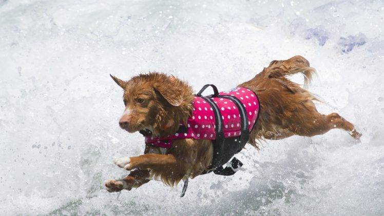 dog, Animals, Water, Running HD Wallpaper Desktop Background