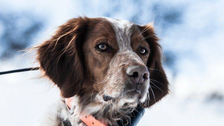 dog, Animals, Spaniels HD Wallpaper Desktop Background