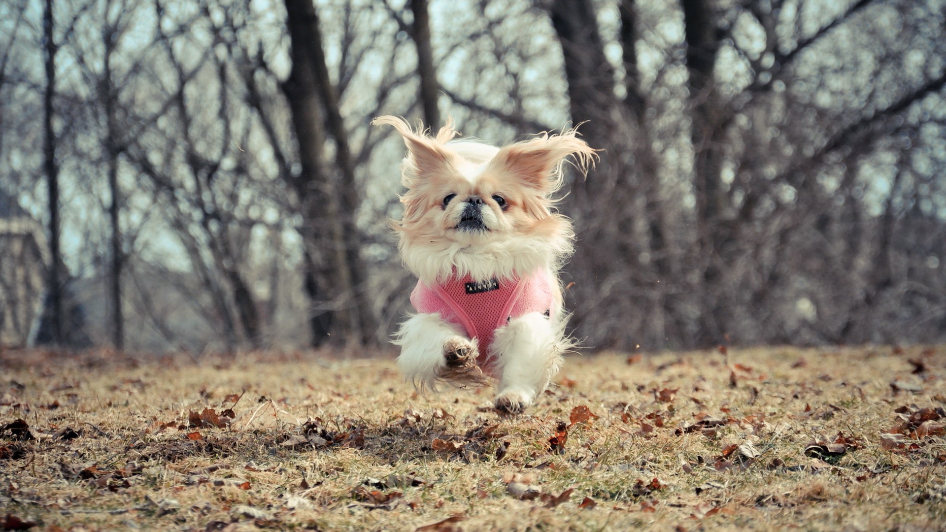 dog, Running, Animals Wallpaper