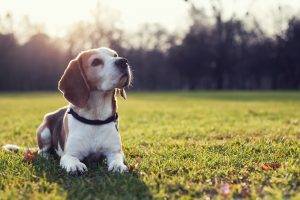 dog, Beagles, Animals, Sunlight, Grass