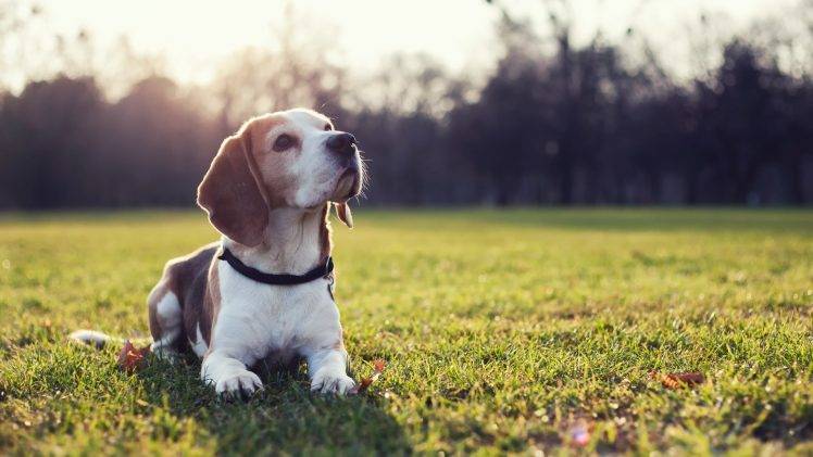 dog, Beagles, Animals, Sunlight, Grass HD Wallpaper Desktop Background