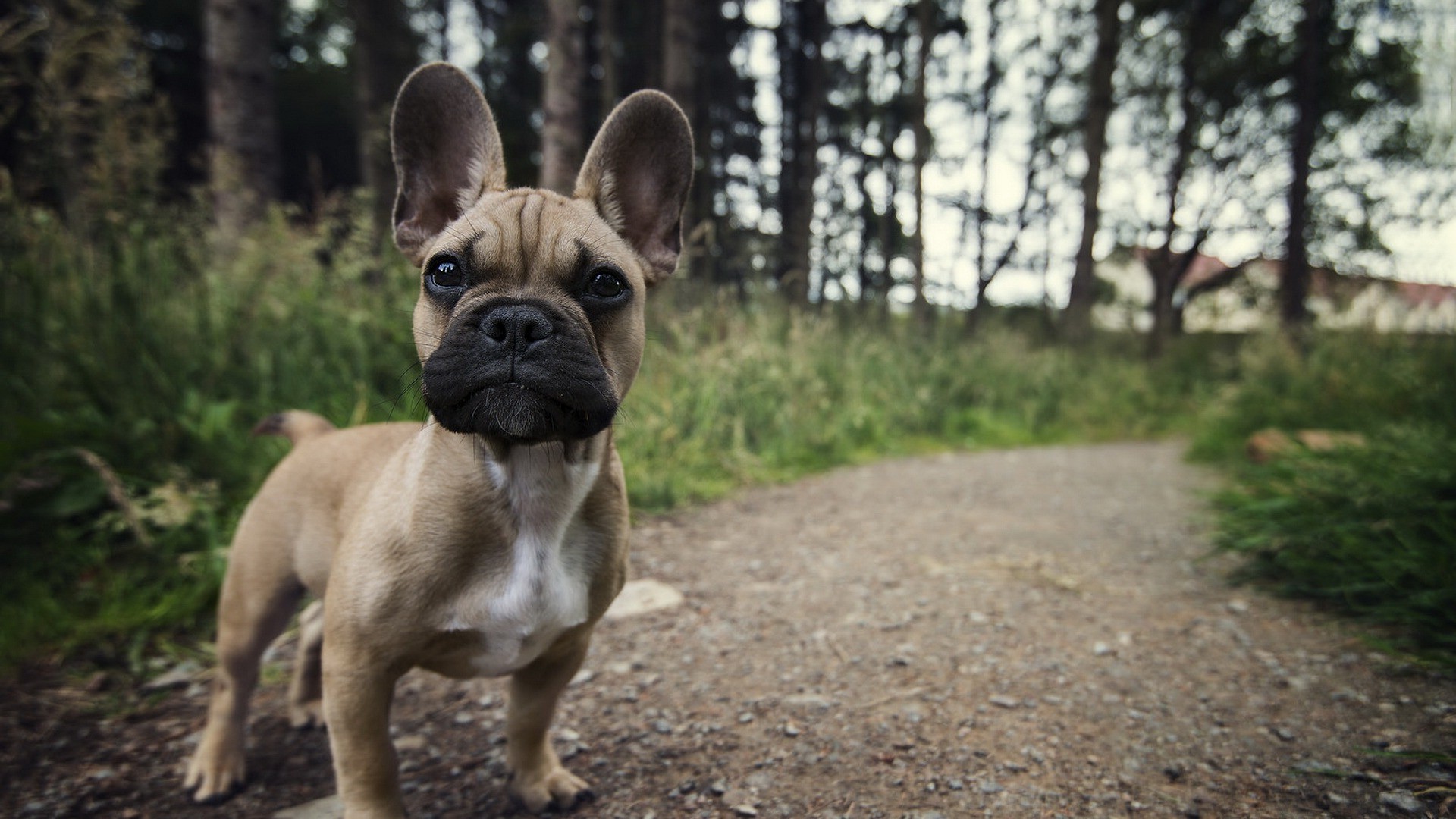 dog, Animals, French Bulldog Wallpaper