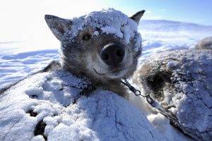 dog, Snow, Animals