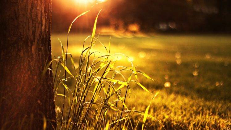 bokeh, Sunlight, Nature, Grass, Trees HD Wallpaper Desktop Background