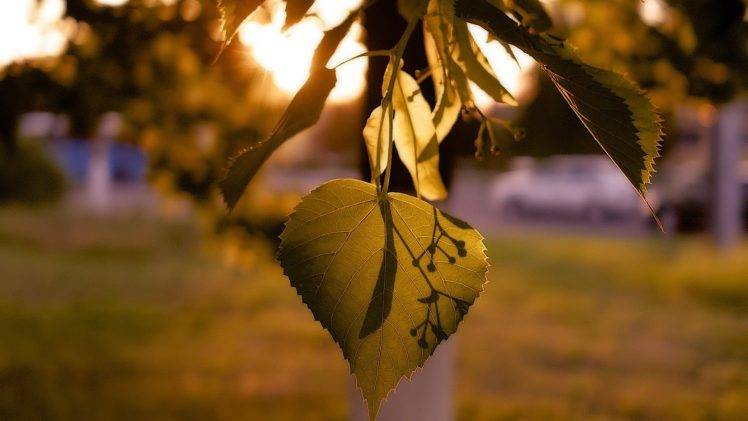 nature, Leaves, Sunlight HD Wallpaper Desktop Background
