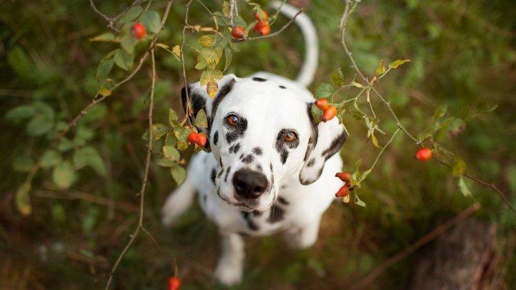 animals, Dog, Dalmatian HD Wallpaper Desktop Background