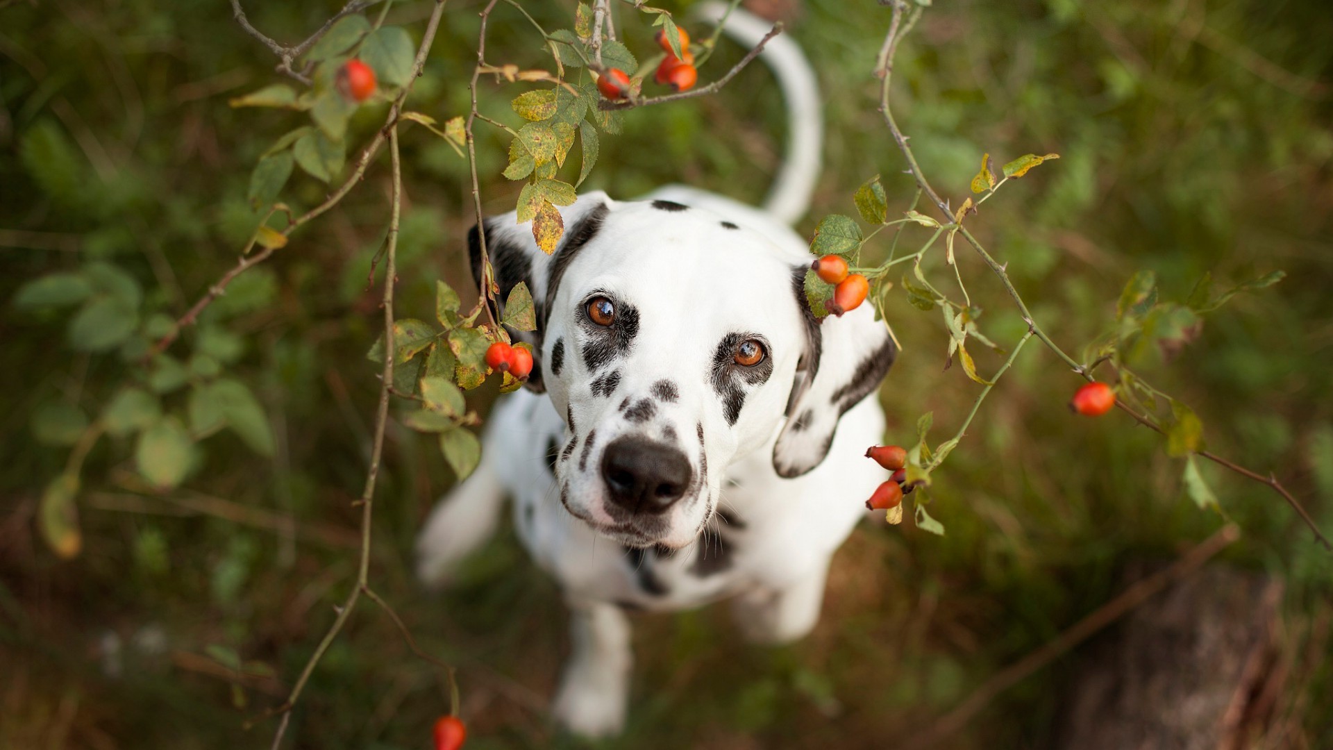 animals, Dog, Dalmatian Wallpapers HD / Desktop and Mobile Backgrounds