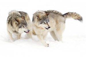 wolf, Snow, Animals