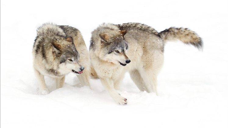 wolf, Snow, Animals HD Wallpaper Desktop Background