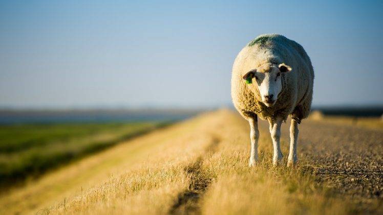 sheep, Animals, Grass, Depth Of Field HD Wallpaper Desktop Background
