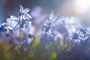 flowers, Nature, Sunlight, Blue Flowers