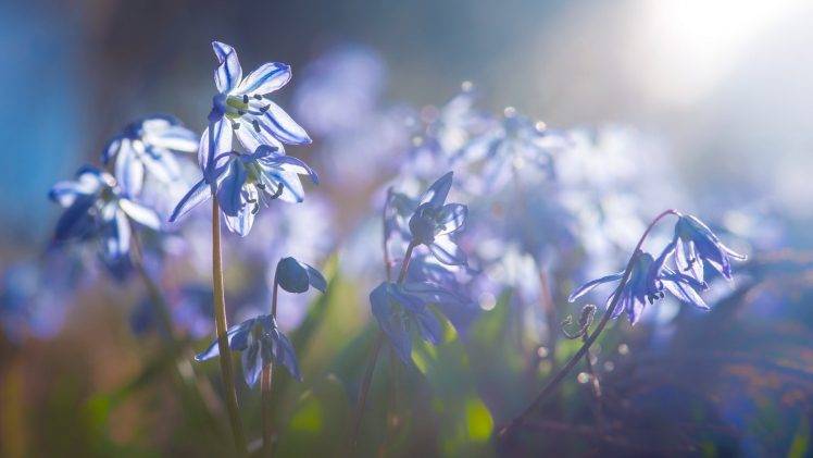 flowers, Nature, Sunlight, Blue Flowers HD Wallpaper Desktop Background
