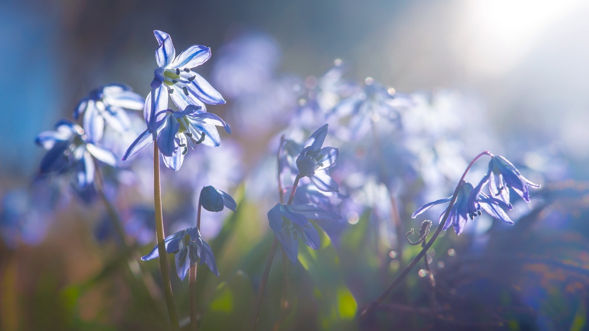 flowers, Nature, Sunlight, Blue Flowers Wallpaper