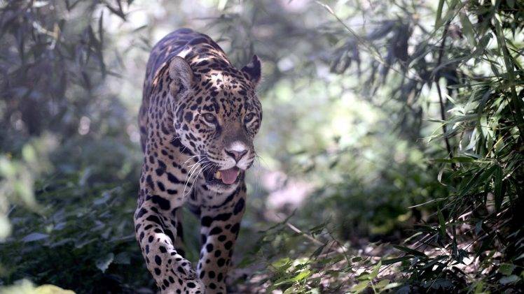 animals, Leopard, Undergrowth, Plants HD Wallpaper Desktop Background