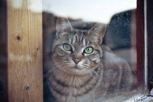 window, Animals, Cat, Green Eyes