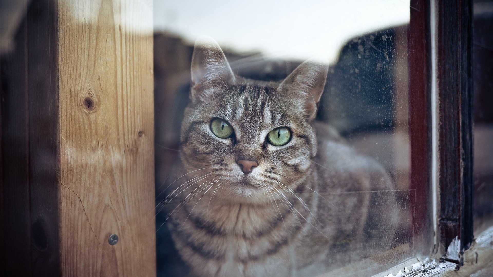 window, Animals, Cat, Green Eyes Wallpaper