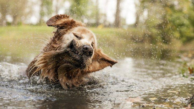 dog, Water, Animals HD Wallpaper Desktop Background
