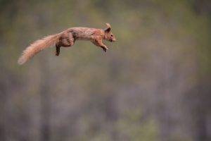 squirrel, Jumping, Animals