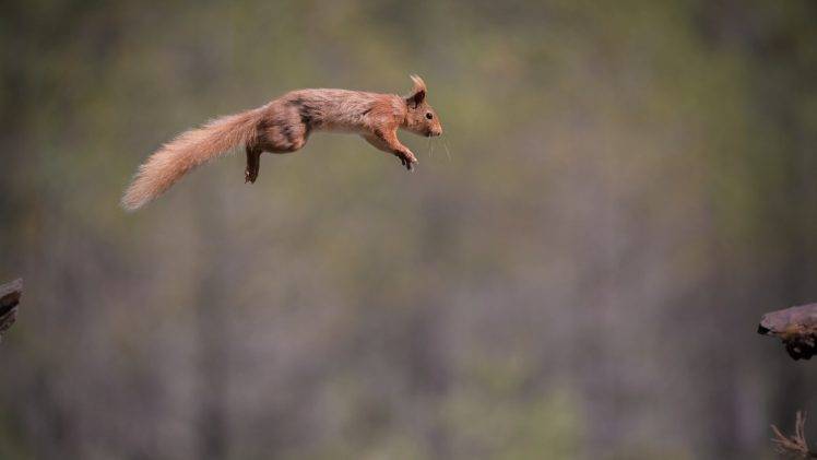 squirrel, Jumping, Animals HD Wallpaper Desktop Background