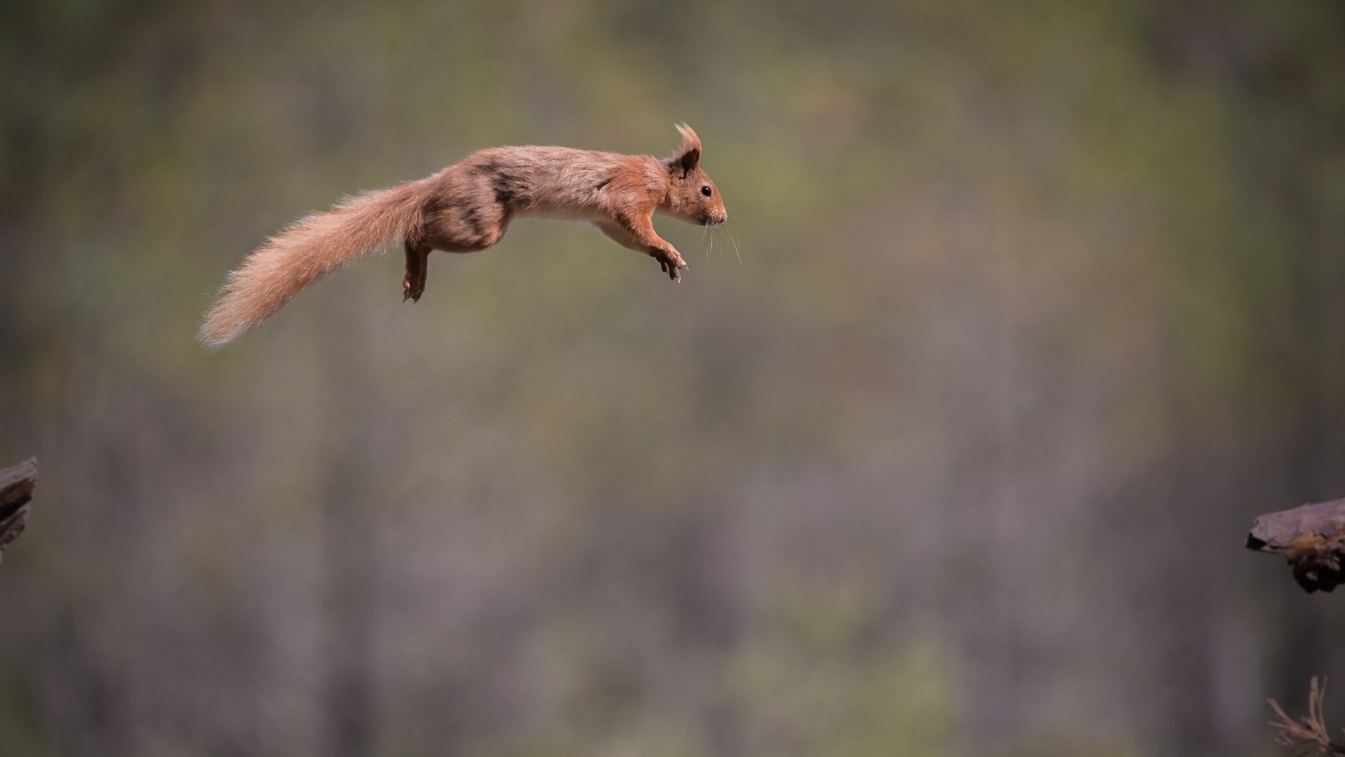 squirrel, Jumping, Animals Wallpaper