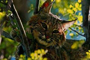 wild Cat, Animals, Branch