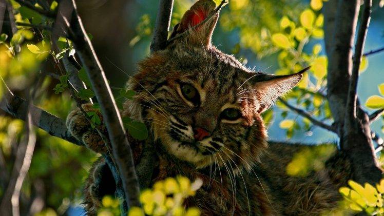 wild Cat, Animals, Branch HD Wallpaper Desktop Background