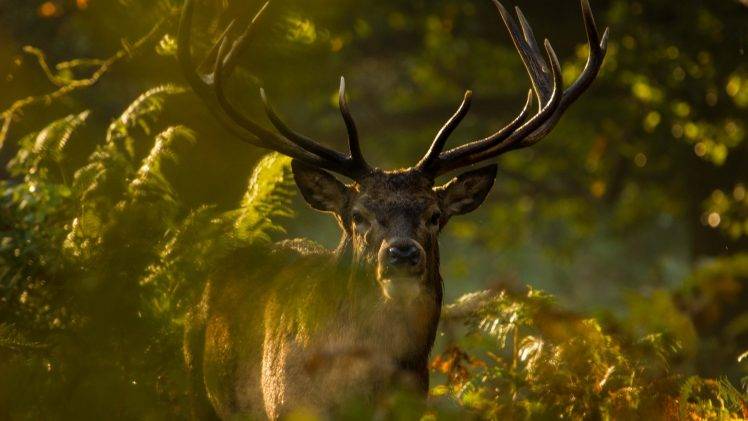 elk, Animals, Antlers, Ferns HD Wallpaper Desktop Background