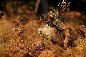 deer, Animals, Antlers, Nature