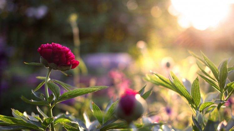 sunlight, Flowers, Leaves, Nature, Depth Of Field Wallpapers HD ...