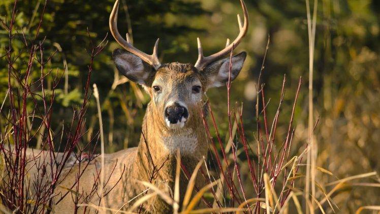 deer, Animals, Plants, Bokeh HD Wallpaper Desktop Background