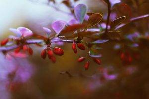 berries, Depth Of Field, Nature, Leaves, Blurred
