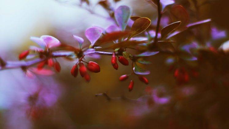 berries, Depth Of Field, Nature, Leaves, Blurred HD Wallpaper Desktop Background